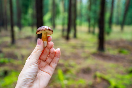 Person holding freshly picked wild mushroom in a green forest, close-up of hand with natural woodland background. Mushroom foraging, outdoor activity and sustainable connection with nature..の写真素材