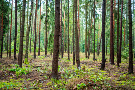 Dense pine forest in Czech Republic with mossy ground, tree trunks and rich natural vegetation. Peaceful woodland landscape reflecting sustainable lifestyle and eco travel in nature. High quality photの写真素材