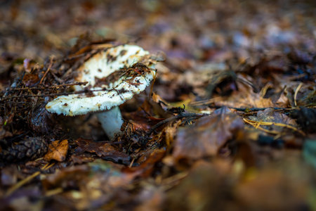 Wild mushroom growing on the forest floor among autumn leaves and soil in the Czech woods. Seasonal foraging, natural biodiversity and quiet observation in woodland environments. High quality photoの写真素材