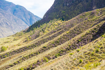 Blooming maralnik on mountain slopes in Chulyshman valley Altai Russia Bright spring symbol of wild Altai nature and seasonal renewal. High quality photoの写真素材