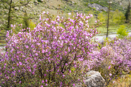 Flowering Moralnik shrub in the mountains of Chuysky Trakt Altai Russia. Native Siberian plant blooming in mountain landscape. High quality photoの写真素材
