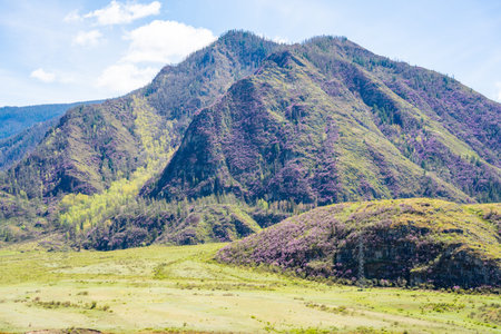 Mountains of Chuysky Trakt covered with blooming rhododendron Altai Russia. Vibrant spring Siberian...