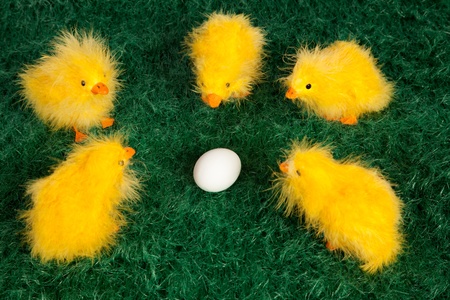 High angle view of five cute little yellow Easter chicks gathered on green grass around a single...