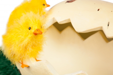 Cute little feathery soft yellow Easter chick balancing on the edge of a broken eggshellの写真素材