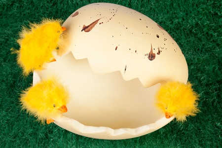 Three cute little feathery yellow Easter chicks on a broken empty eggshell, high angle view on green...