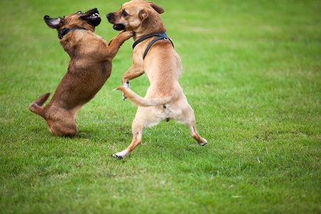 Two dogs are fighting together for fun 