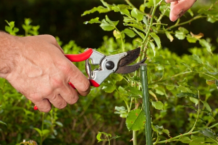A Gardener is doing some work in his garden 