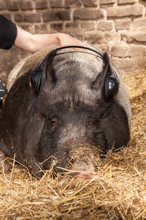 A Pig is listening some music with a earphone の写真素材