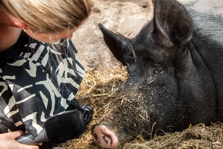 A Pig is listening what the lady is talking about の写真素材
