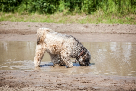 A dog is drinking some dirty water.の写真素材