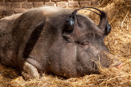 A wid boar is dreamng while listining to the music の写真素材
