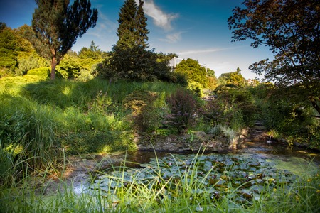 A pond with some swimming plant in a park at a sunny day.の写真素材