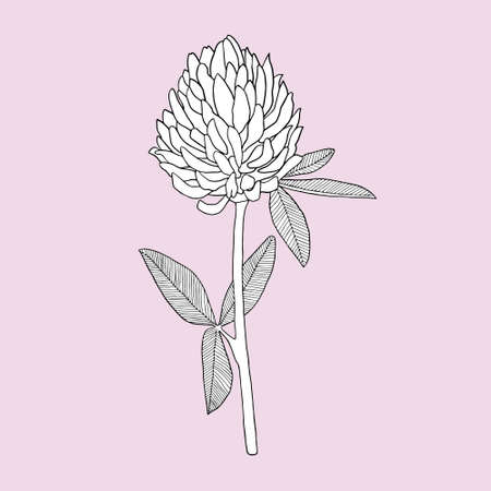Clover on a pink background. Can be used for postcards, invitations, advertising, web, textile and other.のイラスト素材