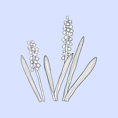 Monochrome plant (Muscari) on a violet background. Can be used for postcards, invitations, advertising, web, textile and other.のイラスト素材