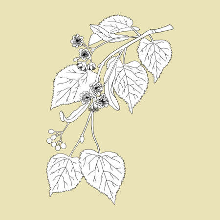 Monochrome Linden Tree on a beige background. Can be used for postcards, invitations, advertising, web, textile and other.のイラスト素材