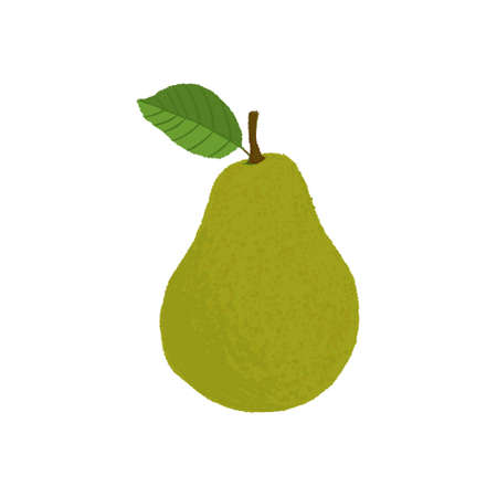 Vector illustration of pear. Fresh cartoon oranges on white background.のイラスト素材