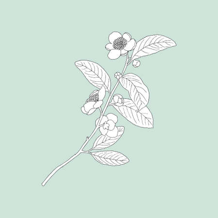 Monochrome Jasmine on a green background. Can be used for postcards, invitations, advertising, web, textile and other.のイラスト素材