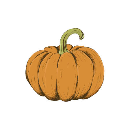 Orange pumpkin vector illustration. Autumn halloween or thanksgiving pumpkin, vegetable graphic icon or print, isolated.のイラスト素材