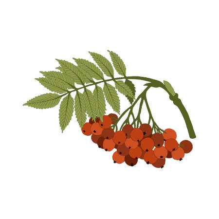 Colorful Rowan twig (Sorbus aucuparia) on a white background. Can be used for postcards, invitations, advertising, web, textile and other.のイラスト素材