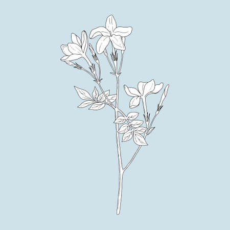 Monochrome Jasmine on a blue background. Can be used for postcards, invitations, advertising, web, textile and other.のイラスト素材
