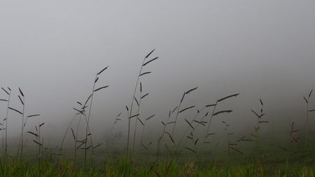 Reed Grass On Foggy Dayの写真素材