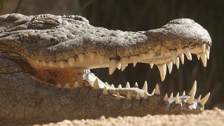 Sharop Teeth Of Crocodile Or Alligatorの写真素材