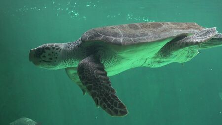 Sea Turtle Swimming Underwaterの写真素材