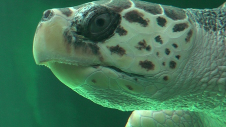 Sea Turtle Swimming In Aquariumの写真素材