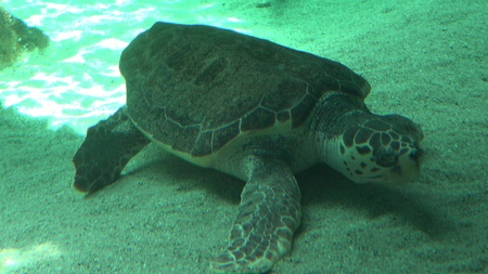 Sea Turtle Resting On Seabed