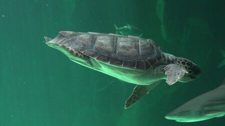 Reptiles And Sea Turtlesの写真素材