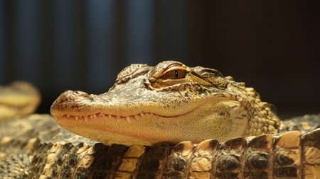 Crocodile Or Alligatorの写真素材