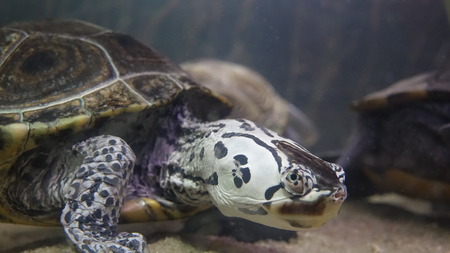 Turtle Animal Wildlifeの写真素材