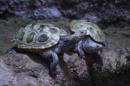 Wild Turtles Or Tortoisesの写真素材