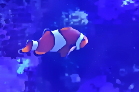 Clown Fish Swimming In Aquariumの写真素材