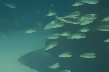 Fish Swimming Underwaterの写真素材