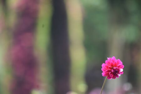Magenta Or Pink Flower In Nature