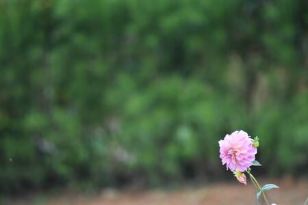 An Outdoor Flower With Soft Background