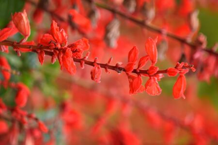 A Red Flowers Plant And Nature