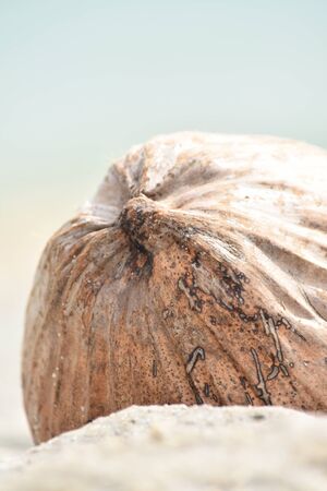 Coconut Seed On Sand At Beachの写真素材