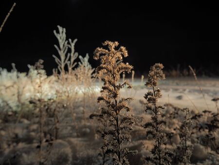 Deeply frozen night flowers in open fieldの写真素材