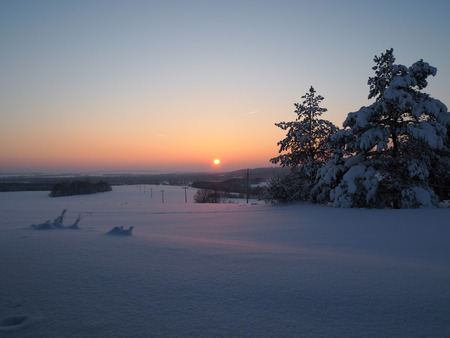Winter sunset shining in pine woods during winterの写真素材