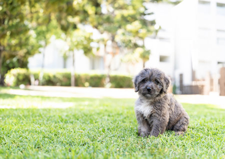 cute puppy sitting on green grass in the parkの写真素材