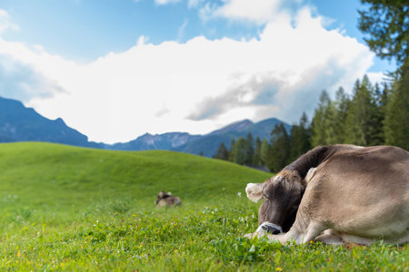 Cows sleeping on a green meadow in the Austrian Alps.の写真素材