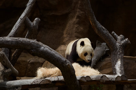 A giant panda in the zoo.の写真素材