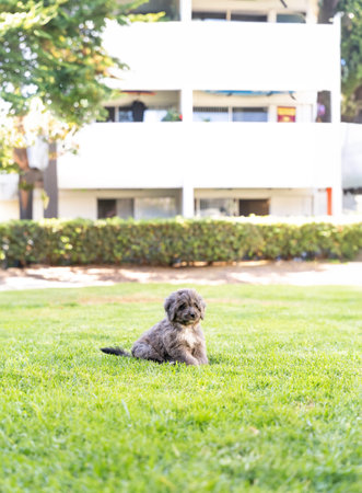 Cute puppy sitting on the grass in the garden with house backgroundの写真素材
