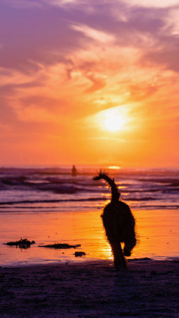 Silhouette of a dog running on the beach at sunset.の写真素材