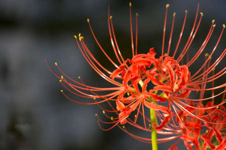 Higanbana (Lycoris radiata)の写真素材