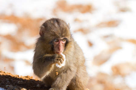 Japanese macaque baby in winterの写真素材
