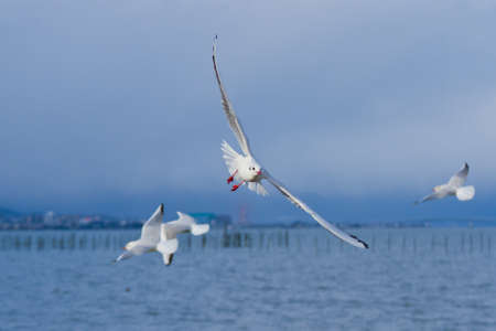 flying black headed gull