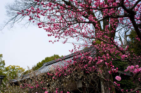 Spring flowering peach tree